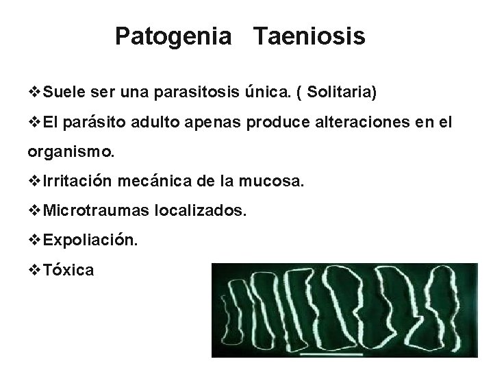 Patogenia Taeniosis v. Suele ser una parasitosis única. ( Solitaria) v. El parásito adulto