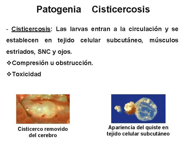 Patogenia Cisticercosis - Cisticercosis: Las larvas entran a la circulación y se establecen en
