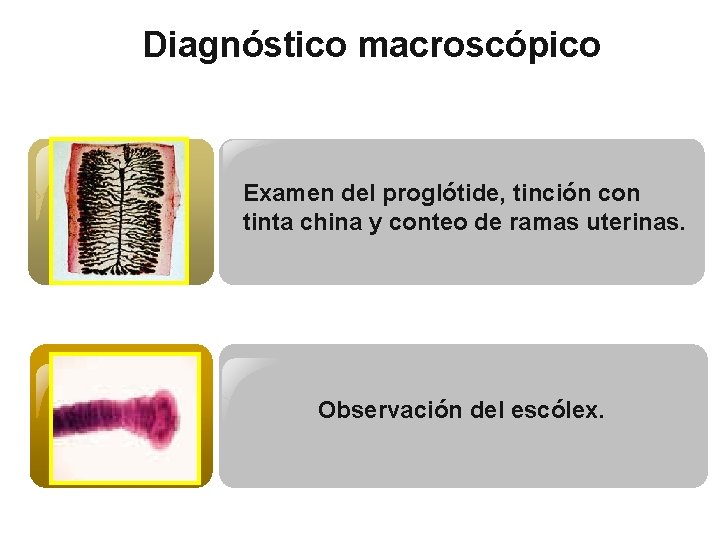 Diagnóstico macroscópico Examen del proglótide, tinción con tinta china y conteo de ramas uterinas.