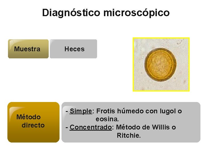 Diagnóstico microscópico Muestra Método directo Heces - Simple: Frotis húmedo con lugol o eosina.