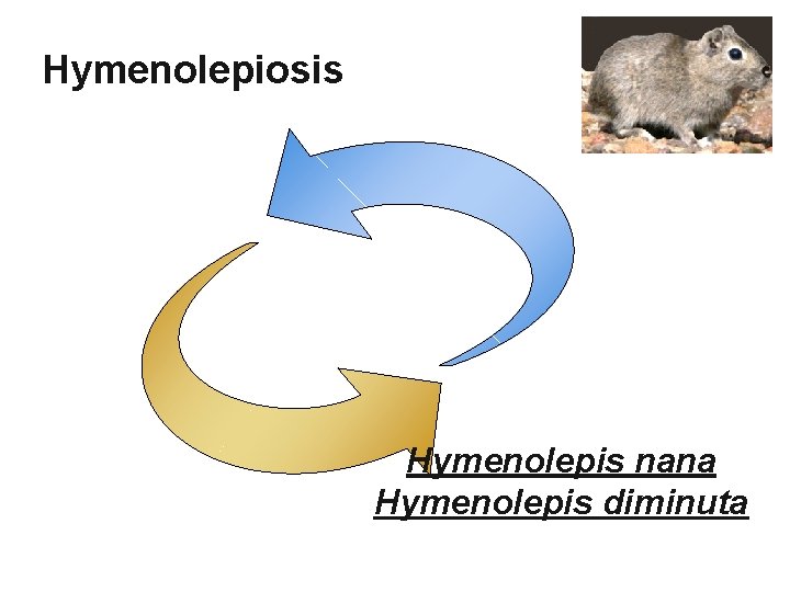 Hymenolepiosis Hymenolepis nana Hymenolepis diminuta 