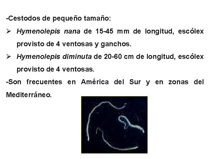 -Cestodos de pequeño tamaño: Ø Hymenolepis nana de 15 -45 mm de longitud, escólex
