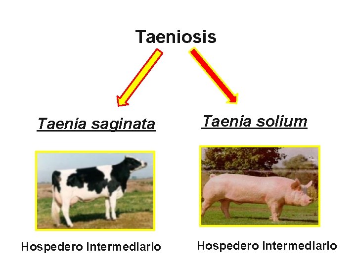 Taeniosis Taenia saginata Hospedero intermediario Taenia solium Hospedero intermediario 