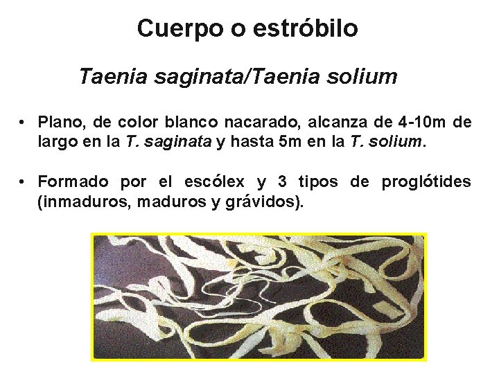Cuerpo o estróbilo Taenia saginata/Taenia solium • Plano, de color blanco nacarado, alcanza de