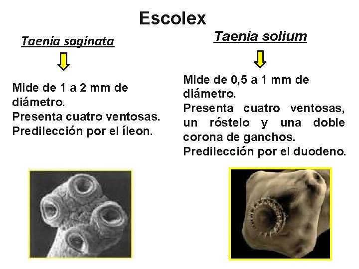 Escolex Taenia saginata Mide de 1 a 2 mm de diámetro. Presenta cuatro ventosas.