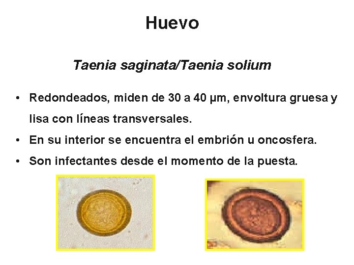 Huevo Taenia saginata/Taenia solium • Redondeados, miden de 30 a 40 µm, envoltura gruesa