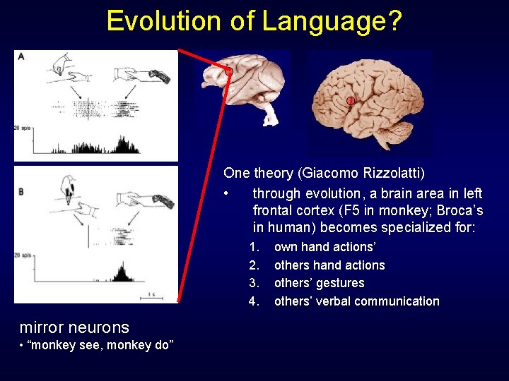 Evolution of Language? One theory (Giacomo Rizzolatti) • through evolution, a brain area in