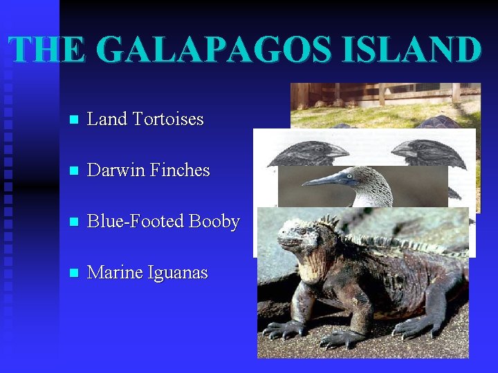 THE GALAPAGOS ISLAND n Land Tortoises n Darwin Finches n Blue-Footed Booby n Marine