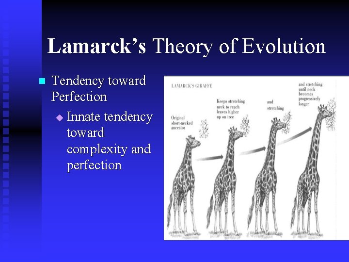 Lamarck’s Theory of Evolution n Tendency toward Perfection u Innate tendency toward complexity and