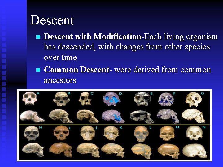 Descent n n Descent with Modification-Each living organism has descended, with changes from other