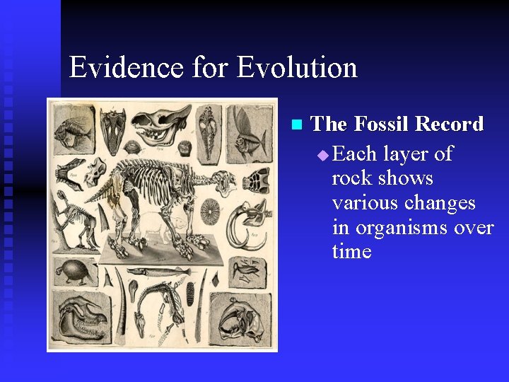 Evidence for Evolution n The Fossil Record u Each layer of rock shows various