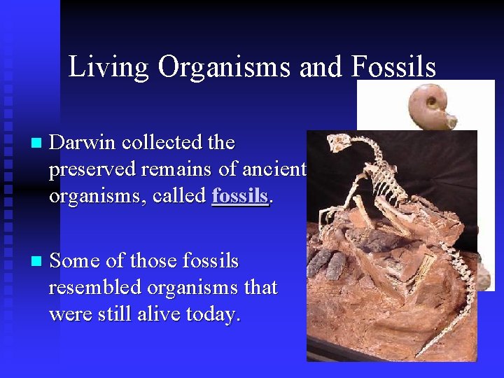 Living Organisms and Fossils n Darwin collected the preserved remains of ancient organisms, called