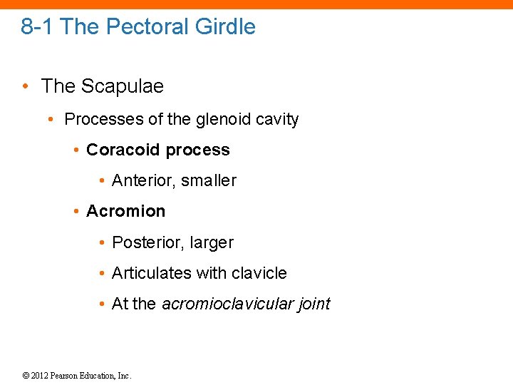 8 -1 The Pectoral Girdle • The Scapulae • Processes of the glenoid cavity