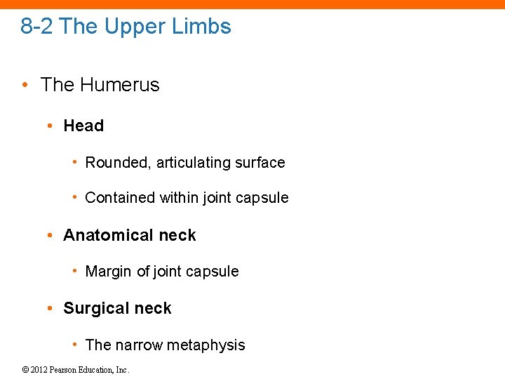 8 -2 The Upper Limbs • The Humerus • Head • Rounded, articulating surface