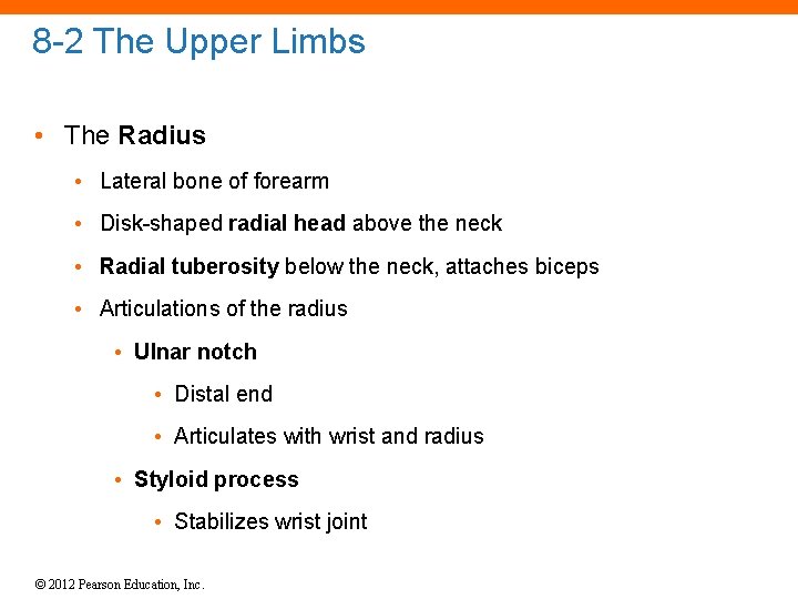 8 -2 The Upper Limbs • The Radius • Lateral bone of forearm •