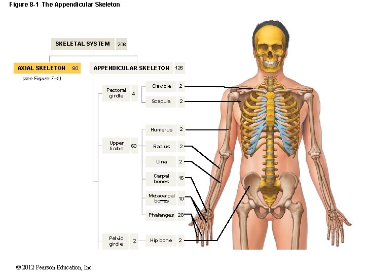 Figure 8 -1 The Appendicular Skeleton SKELETAL SYSTEM AXIAL SKELETON 80 206 APPENDICULAR SKELETON