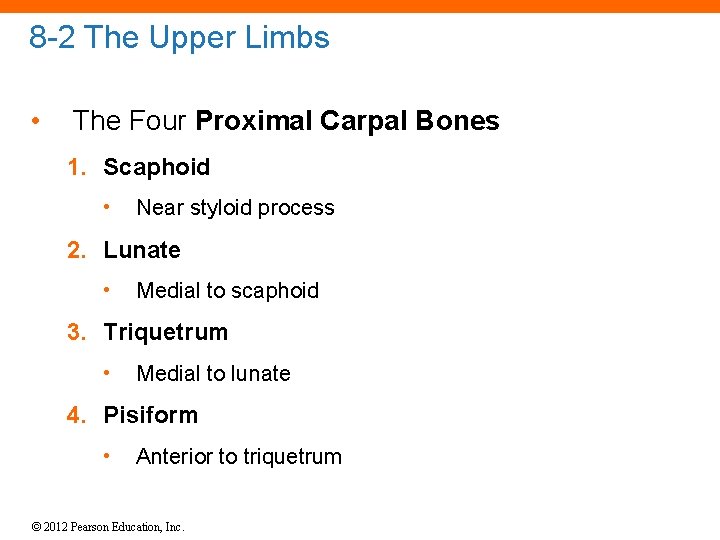 8 -2 The Upper Limbs • The Four Proximal Carpal Bones 1. Scaphoid •
