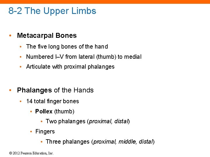 8 -2 The Upper Limbs • Metacarpal Bones • The five long bones of