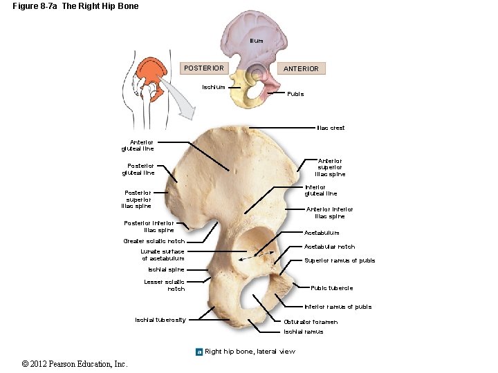 Figure 8 -7 a The Right Hip Bone Ilium POSTERIOR Ischium ANTERIOR Pubis Iliac