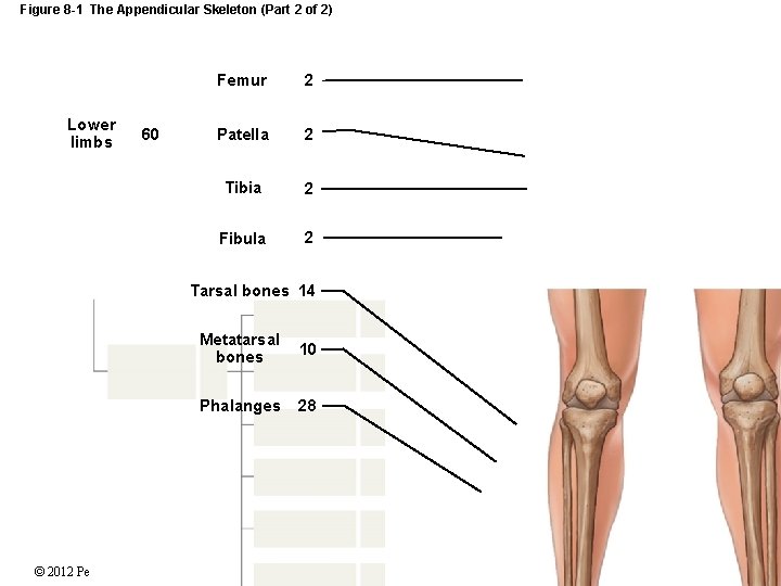 Figure 8 -1 The Appendicular Skeleton (Part 2 of 2) Lower limbs 60 Femur