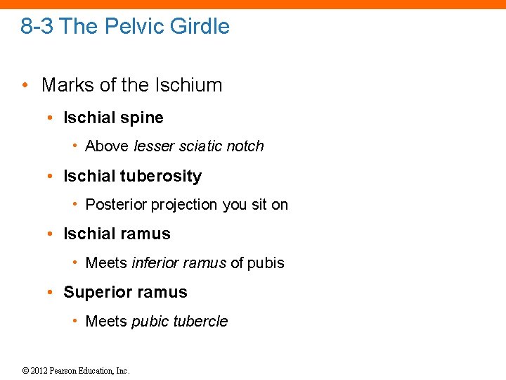 8 -3 The Pelvic Girdle • Marks of the Ischium • Ischial spine •