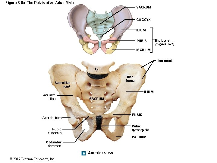 Figure 8 -8 a The Pelvis of an Adult Male SACRUM COCCYX ILIUM PUBIS