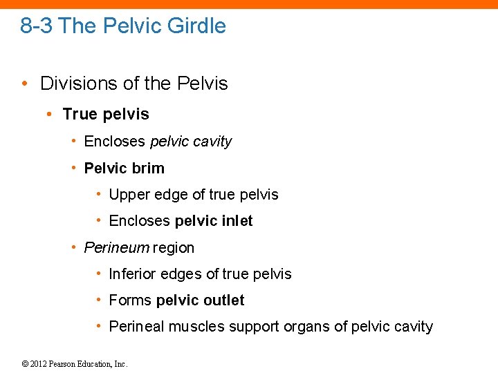 8 -3 The Pelvic Girdle • Divisions of the Pelvis • True pelvis •