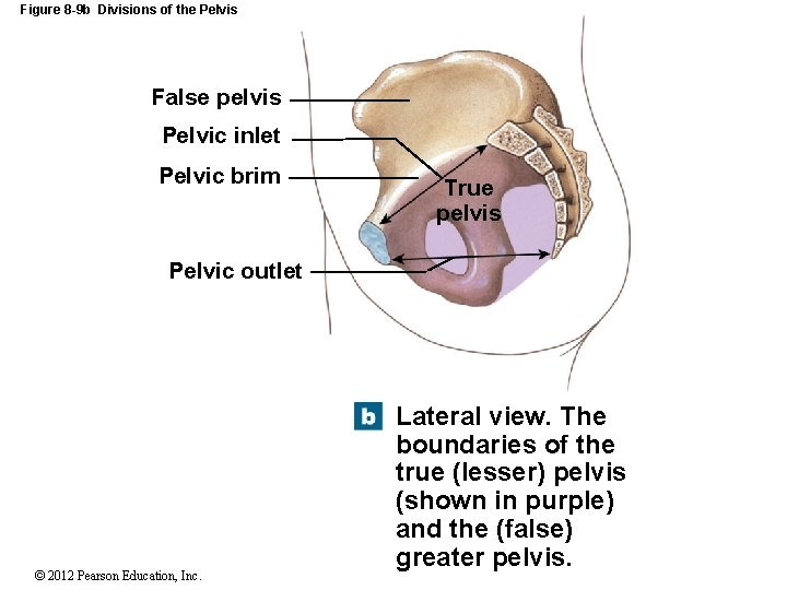 Figure 8 -9 b Divisions of the Pelvis False pelvis Pelvic inlet Pelvic brim