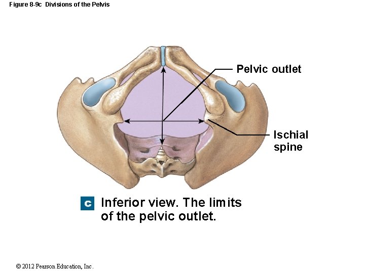 Figure 8 -9 c Divisions of the Pelvis Pelvic outlet Ischial spine Inferior view.