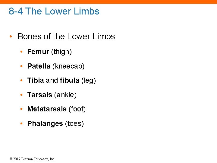 8 -4 The Lower Limbs • Bones of the Lower Limbs • Femur (thigh)