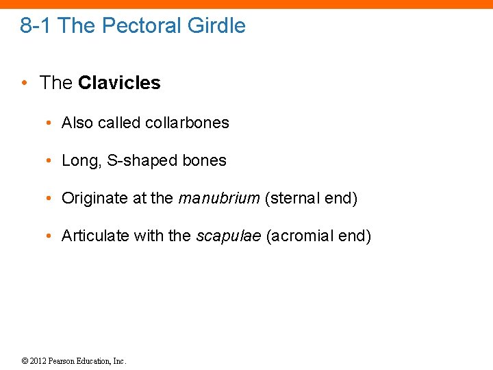 8 -1 The Pectoral Girdle • The Clavicles • Also called collarbones • Long,