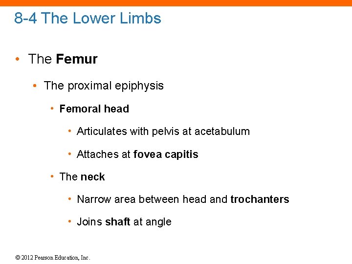 8 -4 The Lower Limbs • The Femur • The proximal epiphysis • Femoral
