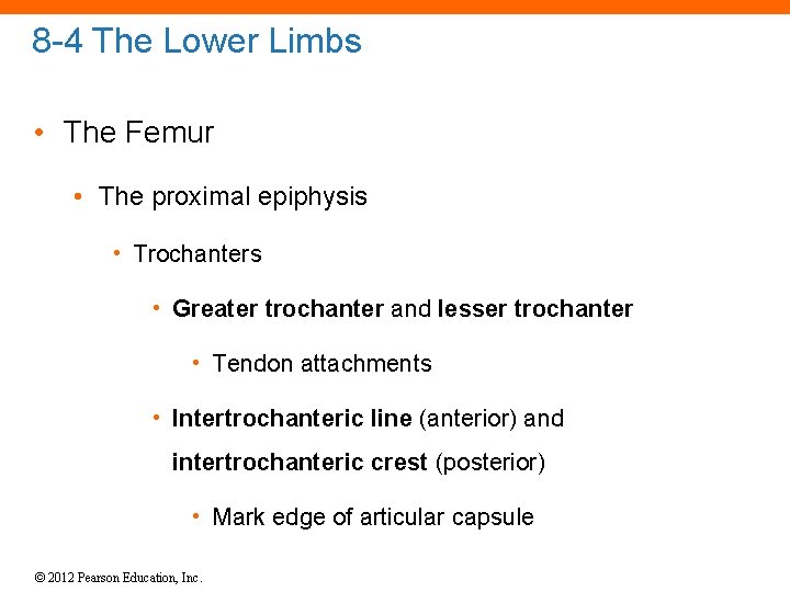 8 -4 The Lower Limbs • The Femur • The proximal epiphysis • Trochanters