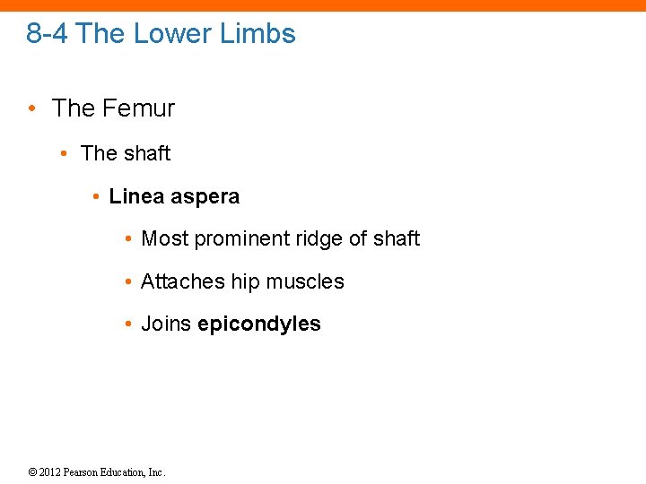 8 -4 The Lower Limbs • The Femur • The shaft • Linea aspera