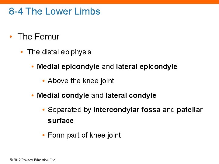 8 -4 The Lower Limbs • The Femur • The distal epiphysis • Medial