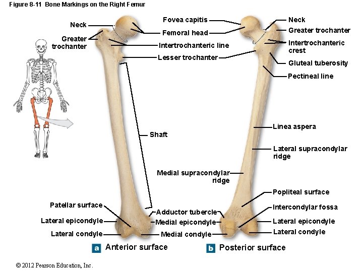 Figure 8 -11 Bone Markings on the Right Femur Neck Greater trochanter Fovea capitis