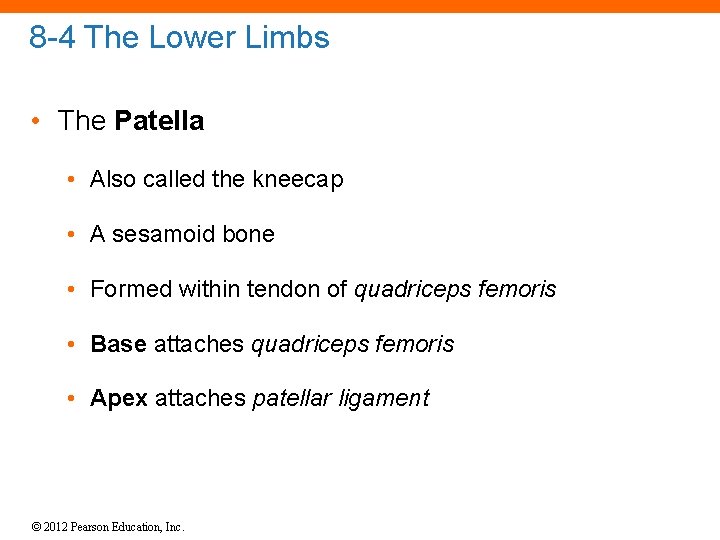 8 -4 The Lower Limbs • The Patella • Also called the kneecap •