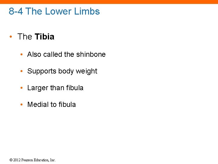 8 -4 The Lower Limbs • The Tibia • Also called the shinbone •