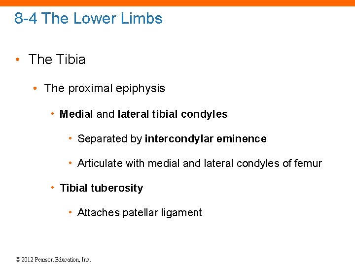 8 -4 The Lower Limbs • The Tibia • The proximal epiphysis • Medial