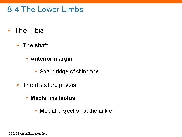 8 -4 The Lower Limbs • The Tibia • The shaft • Anterior margin