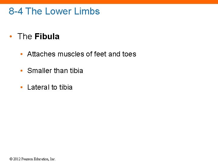 8 -4 The Lower Limbs • The Fibula • Attaches muscles of feet and