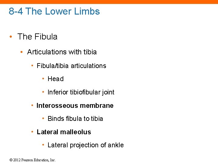 8 -4 The Lower Limbs • The Fibula • Articulations with tibia • Fibula/tibia