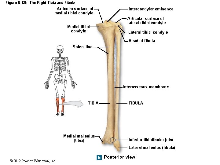 Figure 8 -13 b The Right Tibia and Fibula Articular surface of medial tibial