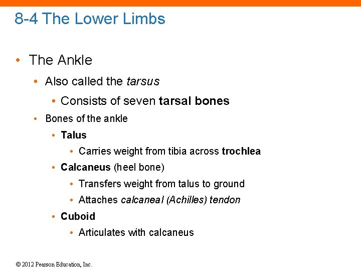 8 -4 The Lower Limbs • The Ankle • Also called the tarsus •