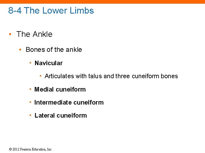 8 -4 The Lower Limbs • The Ankle • Bones of the ankle •