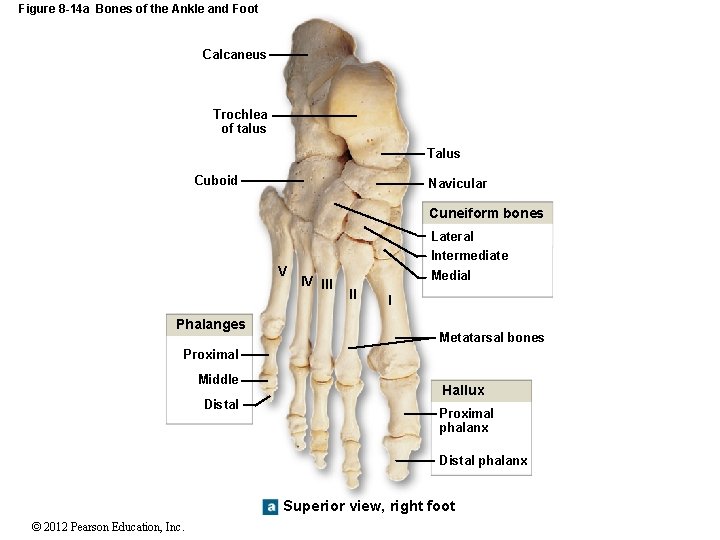 Figure 8 -14 a Bones of the Ankle and Foot Calcaneus Trochlea of talus