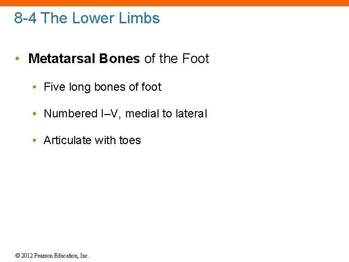 8 -4 The Lower Limbs • Metatarsal Bones of the Foot • Five long