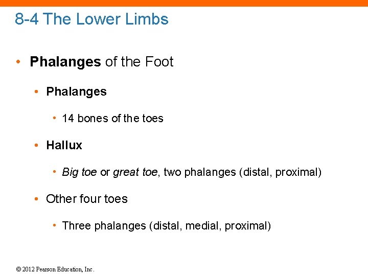 8 -4 The Lower Limbs • Phalanges of the Foot • Phalanges • 14