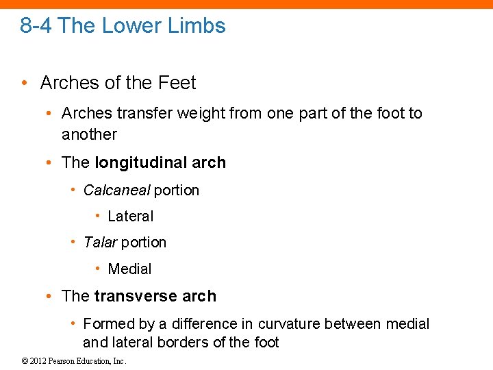 8 -4 The Lower Limbs • Arches of the Feet • Arches transfer weight