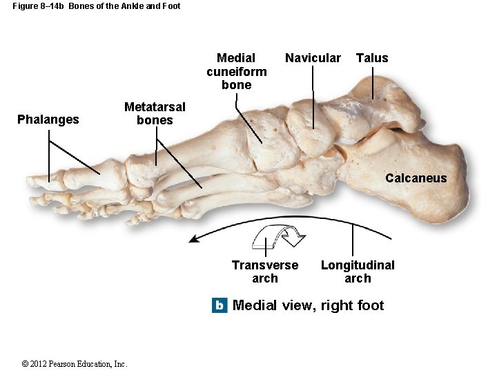 Figure 8– 14 b Bones of the Ankle and Foot Medial cuneiform bone Phalanges